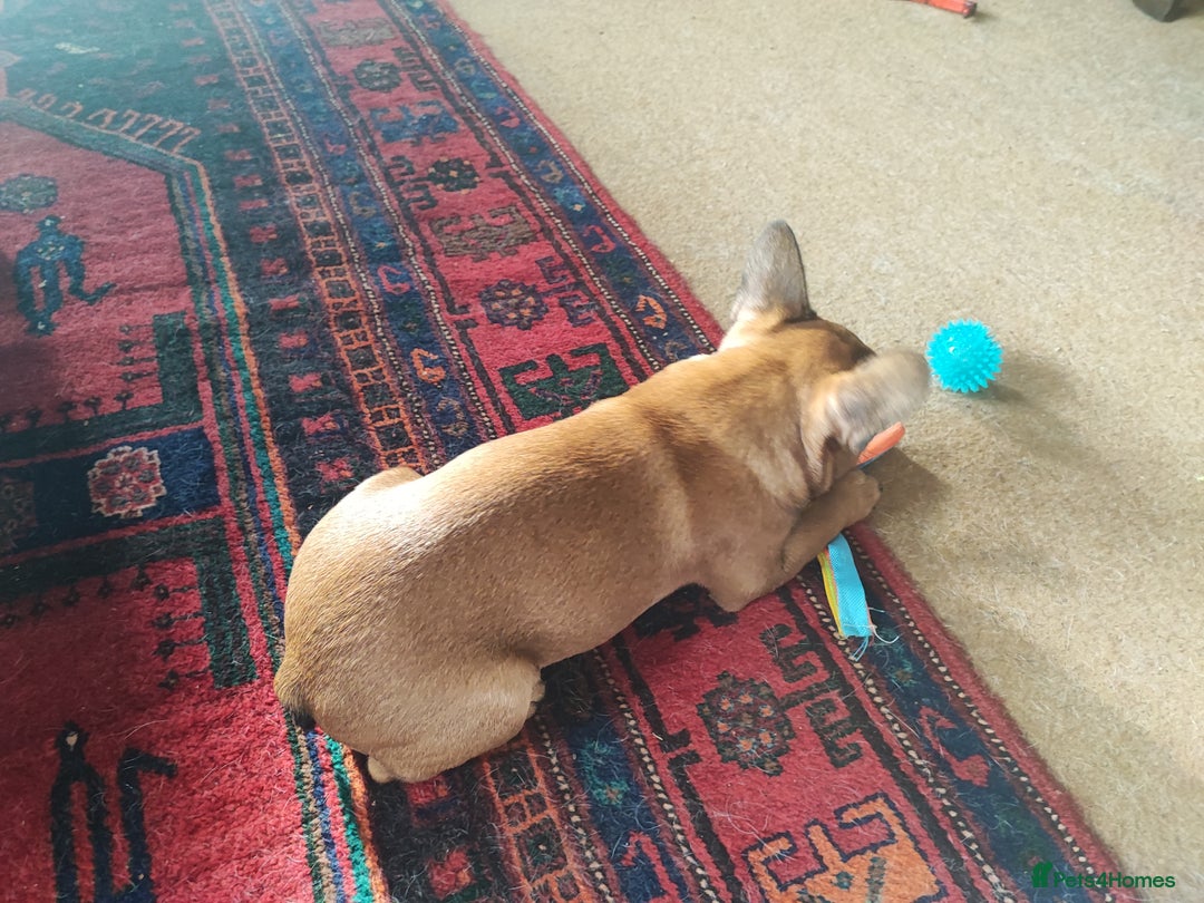 French Bulldog dogs for sale: French bulldog puppy  - Image 6