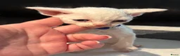 Devon Rex cats for sale: 😻 Devon rex Kittens available 😻❤️ - Advert 29
