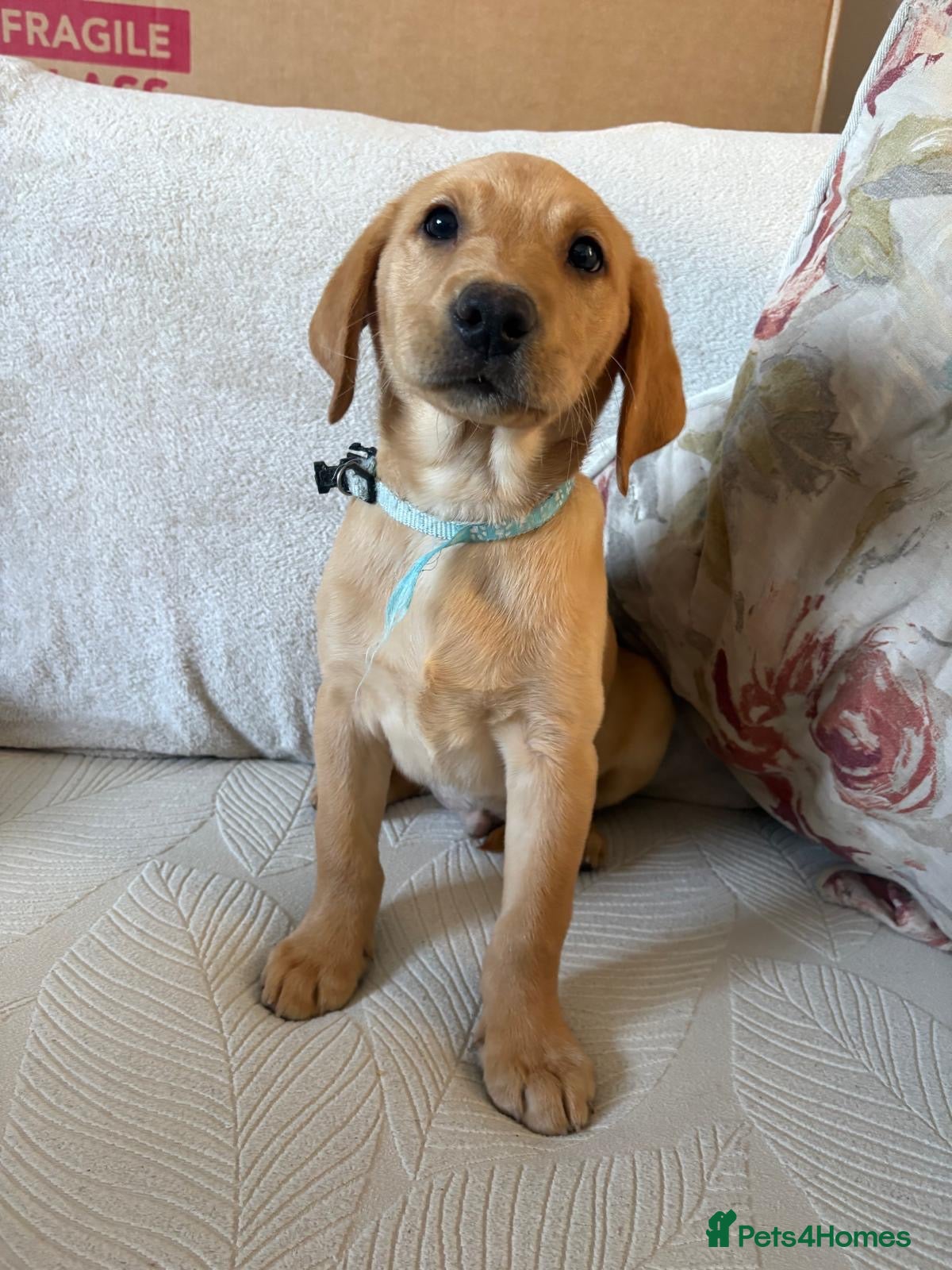 Labrador Retriever dogs Ready now 🐶Stunning Labrador puppies READY NOW 🥰 - Advert 1