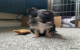 Chihuahua dogs for stud: STUD: Gorgeous White Long Coat Chihuahua  in Aldershot - Image 27