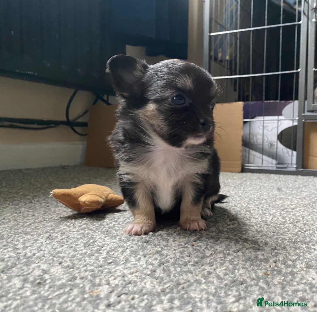 Chihuahua dogs for stud: STUD: Gorgeous White Long Coat Chihuahua  in Aldershot - Image 27