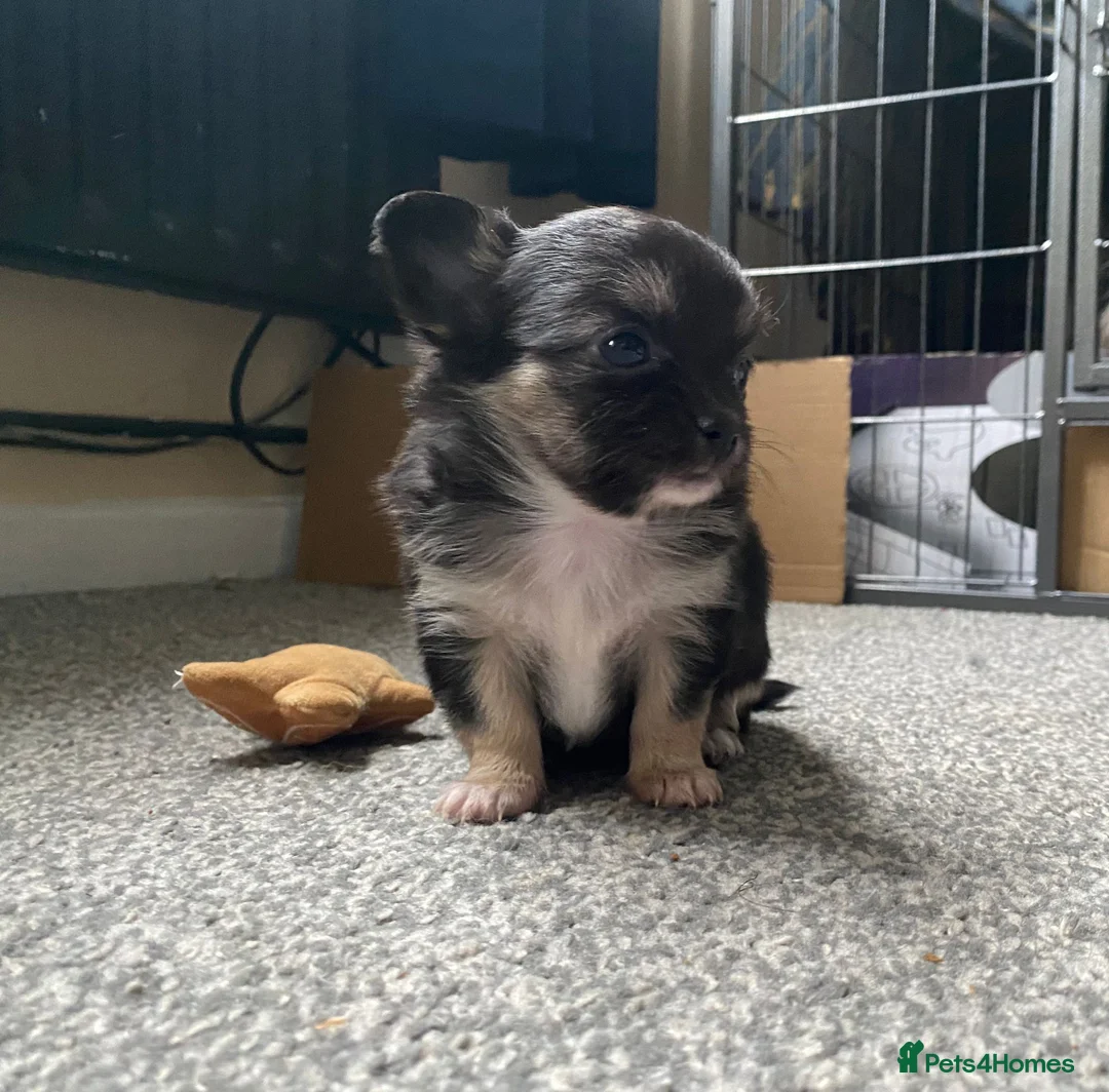 Chihuahua dogs for stud: STUD: Gorgeous White Long Coat Chihuahua  in Aldershot - Advert 27