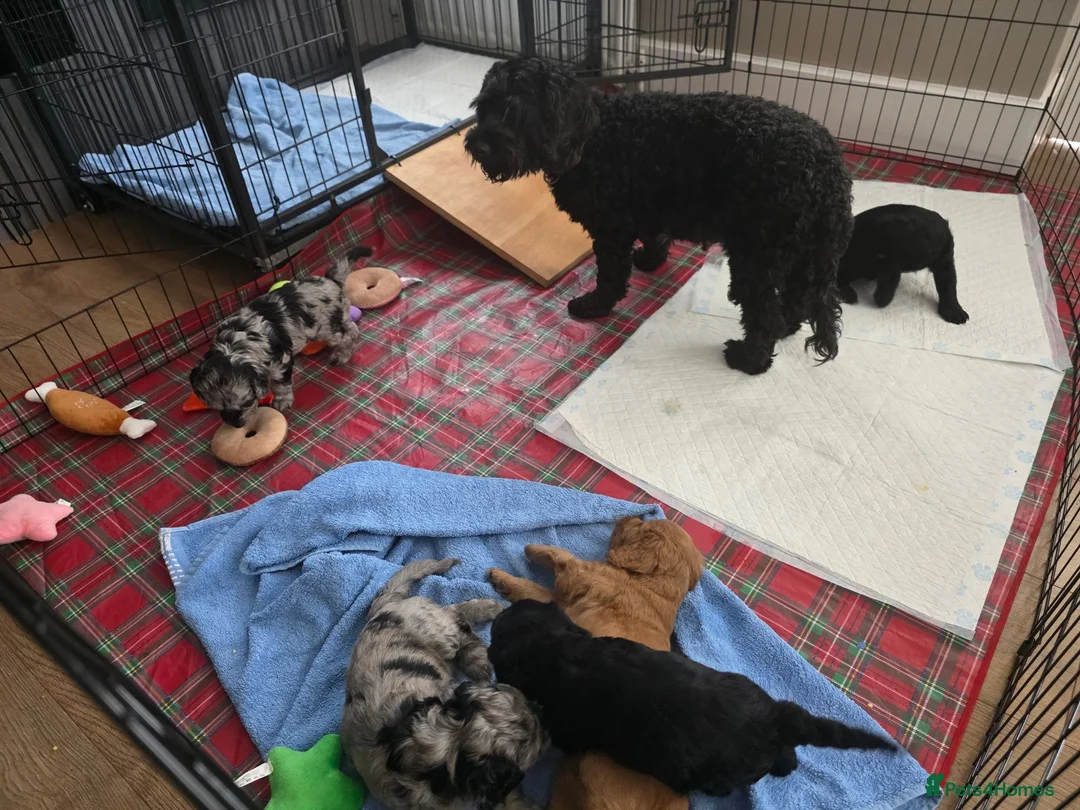 Cockapoo dogs for sale: Miniature Cockapoo - Advert 12