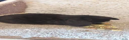 Mini Lop rabbits for sale: Extremely freindly 9week old Minilop Black Doe  - Advert 3