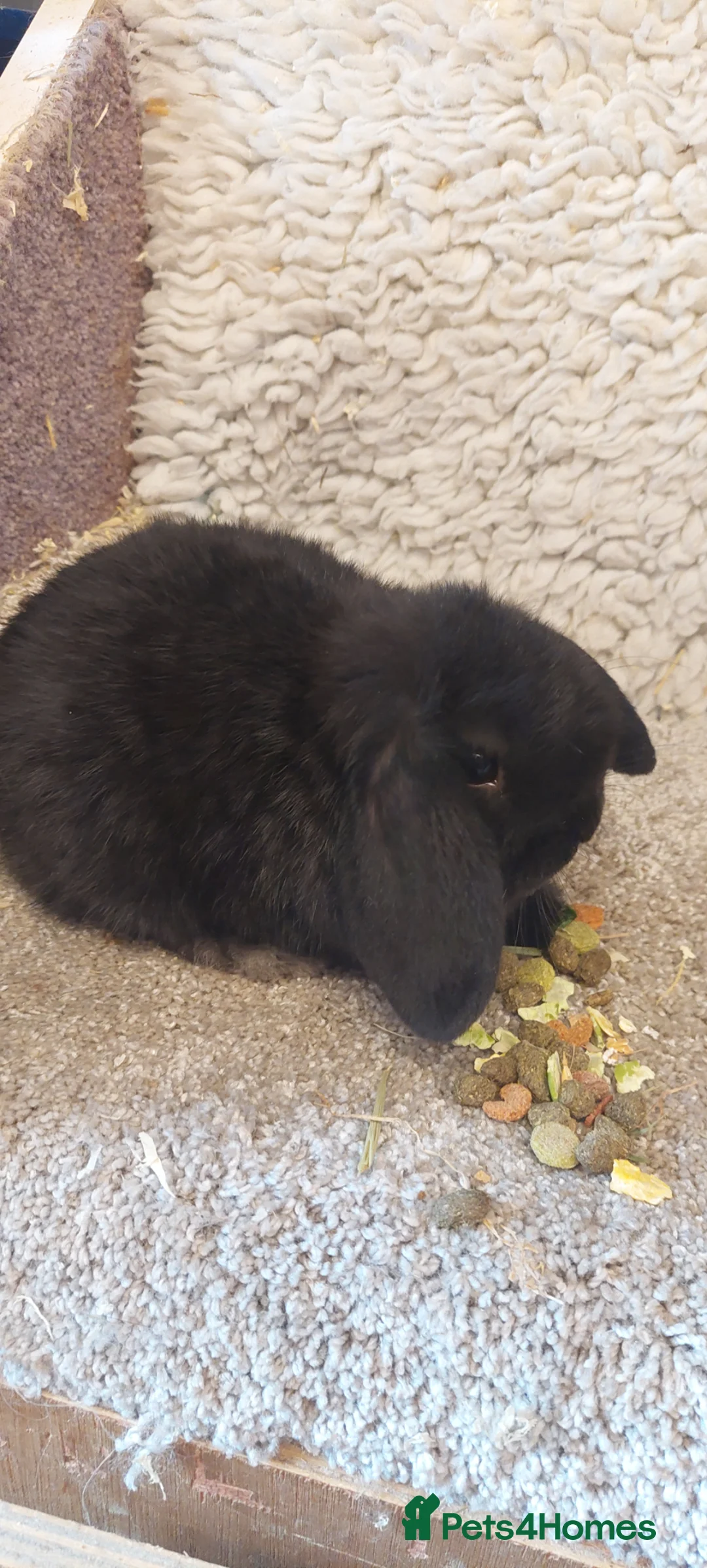 Mini Lop rabbits for sale: Extremely freindly 9week old Minilop Black Doe  - Advert 2