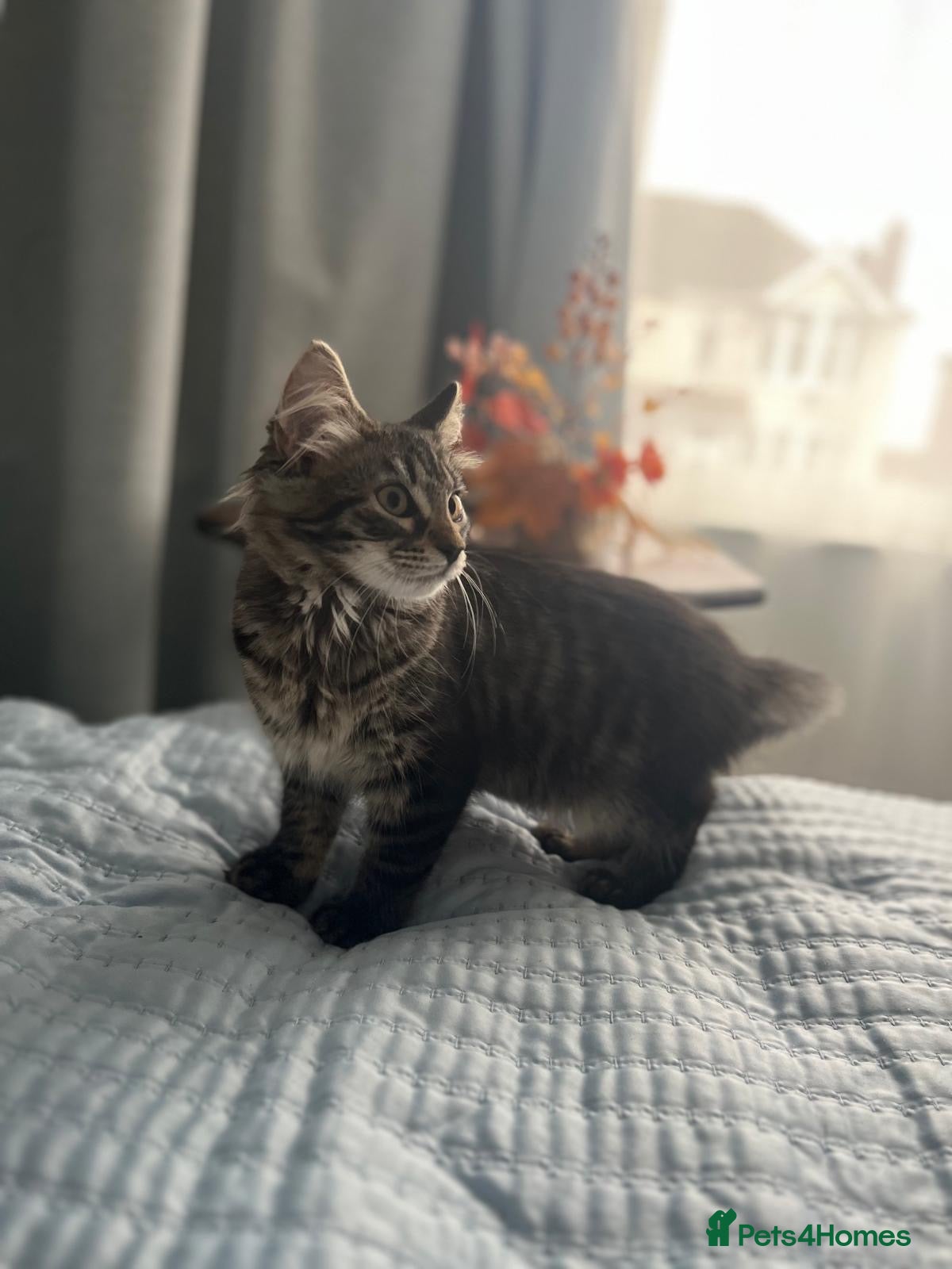 European cats Beautiful Kittens 🐱 available now - Advert 1