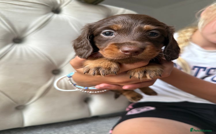 Miniature Dachshund dogs - Advert 14