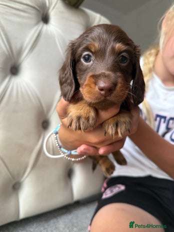 Miniature Dachshund dogs - Advert 8