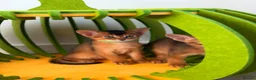 Abyssinian cats for sale: LAST TWO ABYSSINIAN MALE - Advert 4