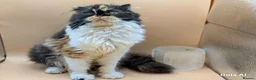Exotic cats for sale: Meet Calliope- your future landlady  - Advert 5