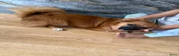 Mixed Breed dogs for sale: Layla - Advert 1