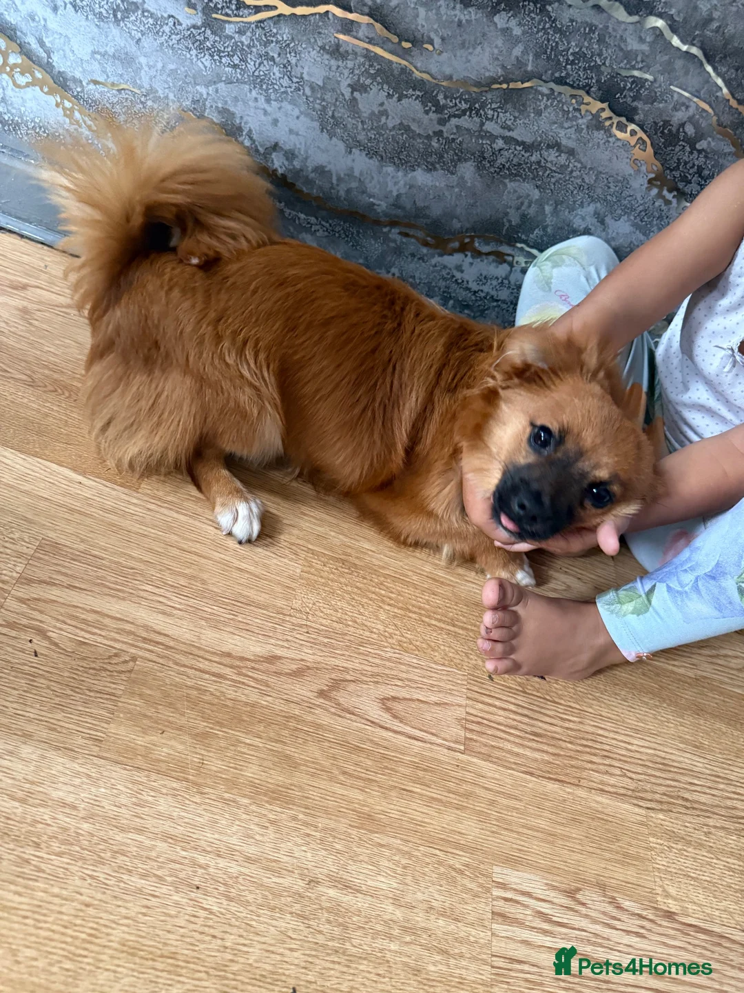 Mixed Breed dogs for sale: Layla - Advert 1