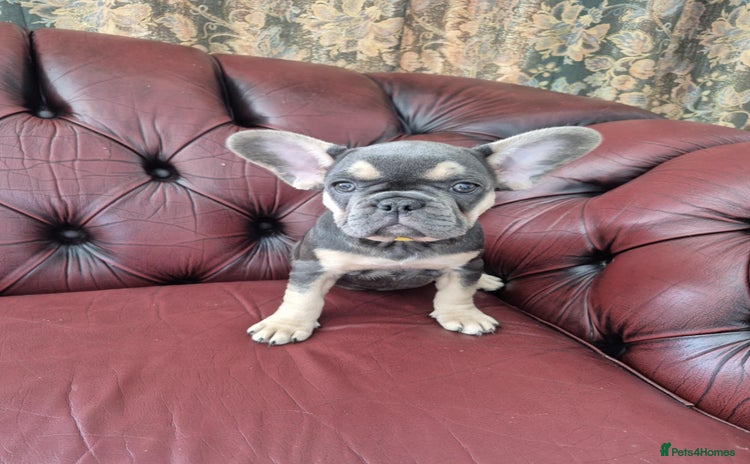 French Bulldog dogs - Advert 13