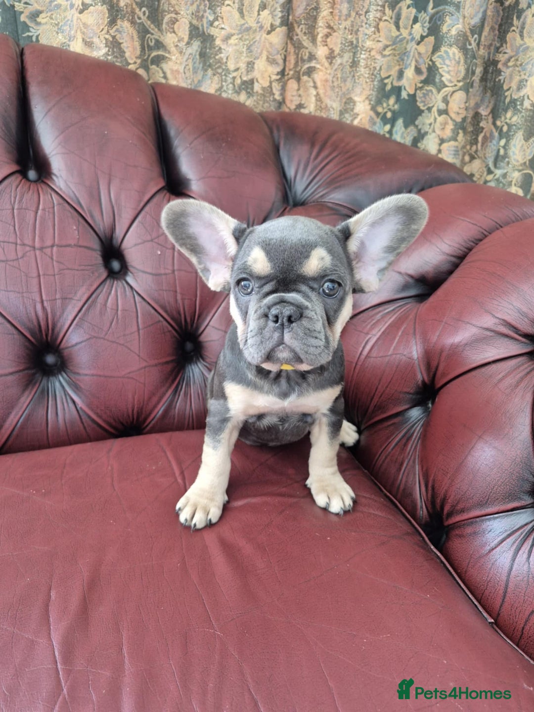 French Bulldog dogs for sale: Adorable French Bulldogs - Image 1