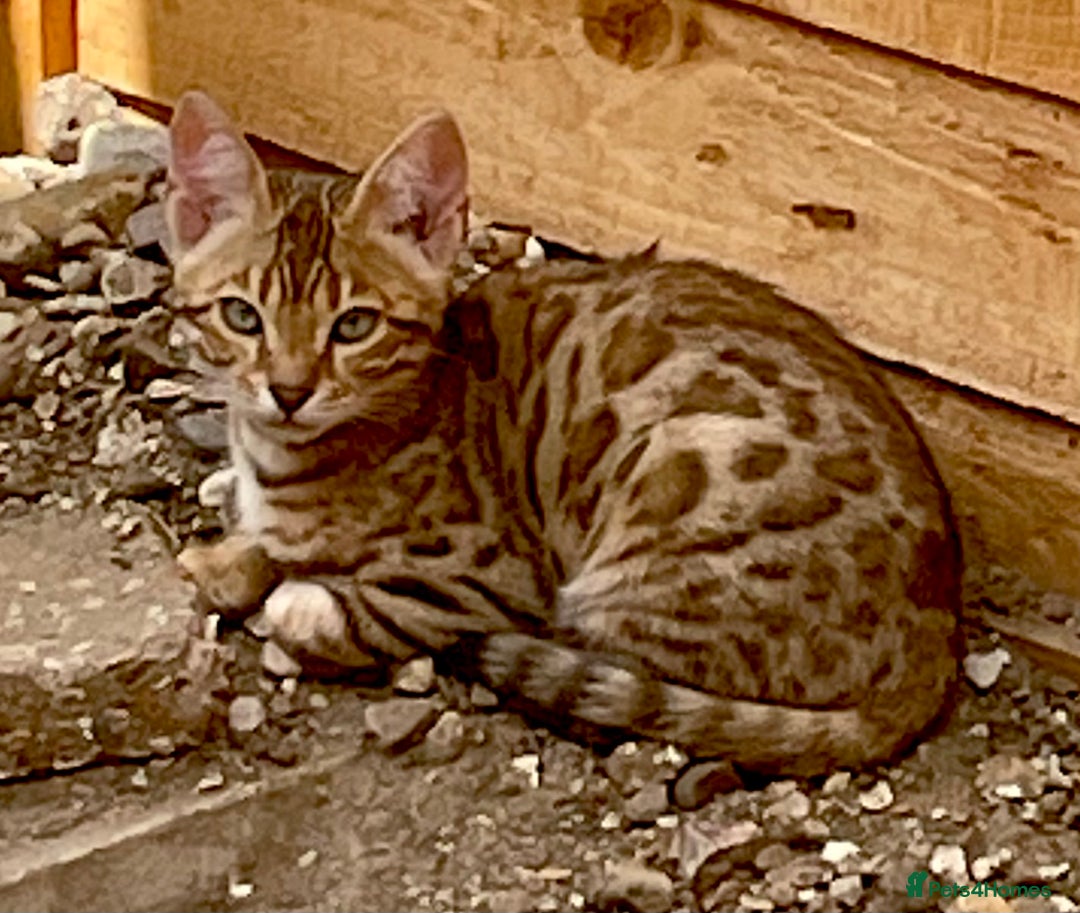 Bengal cats for sale: 3 beautiful pure bengals  - Image 4
