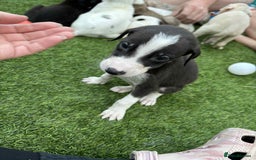 Lurcher dogs for sale: Lurcher pups  - Image 3