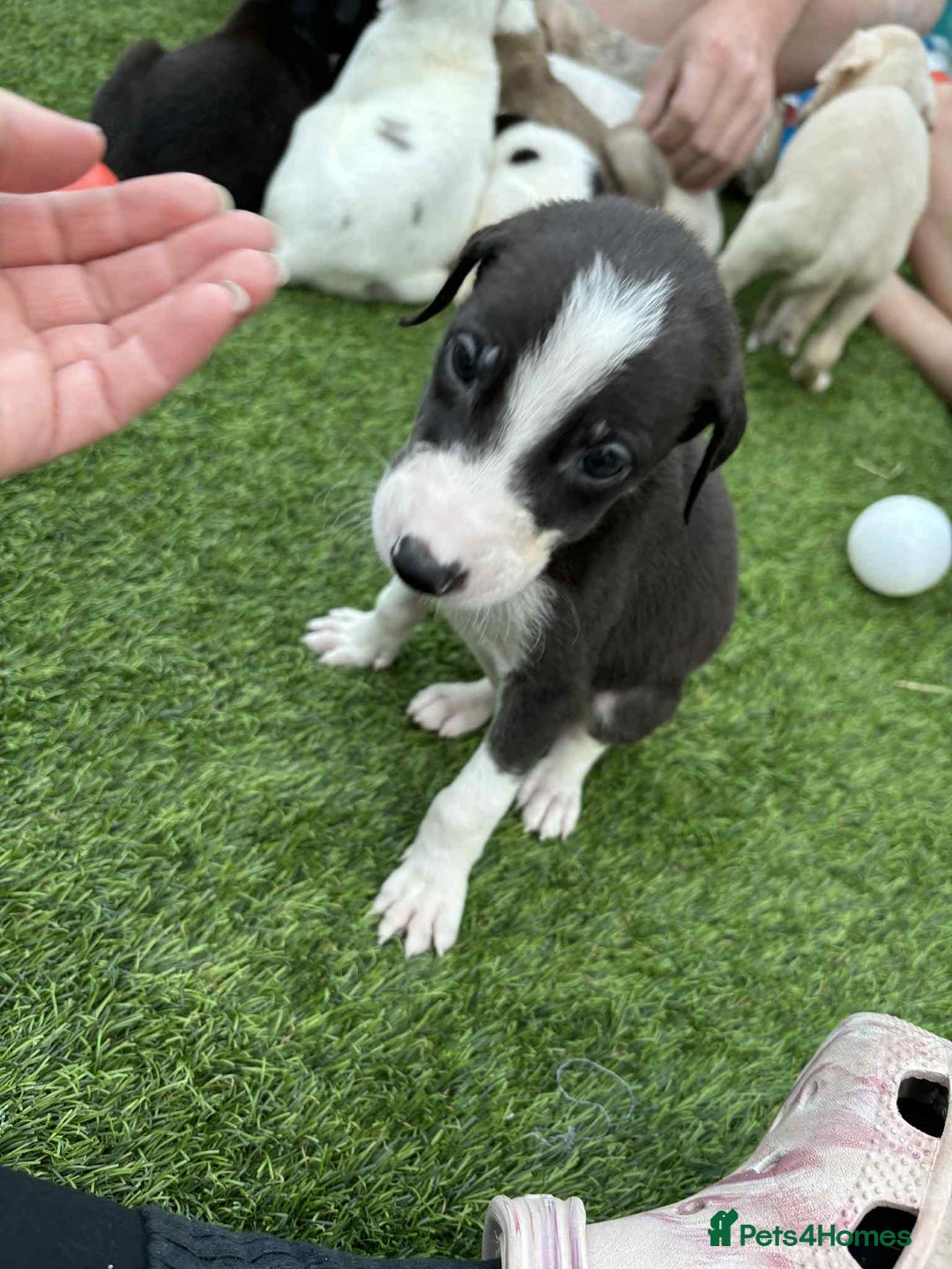 Lurcher dogs for sale: Lurcher pups  - Image 3