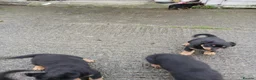 Rottweiler dogs for sale: 5 Purebred Rottweiler Puppies for Sale - Advert 7