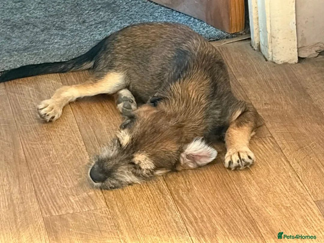 Mixed Breed dogs for adoption: Brino 💙 in Bury Saint Edmunds - Advert 7