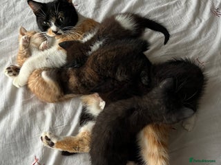 Mixed Breed cats 5 beautiful kittens - Advert 1