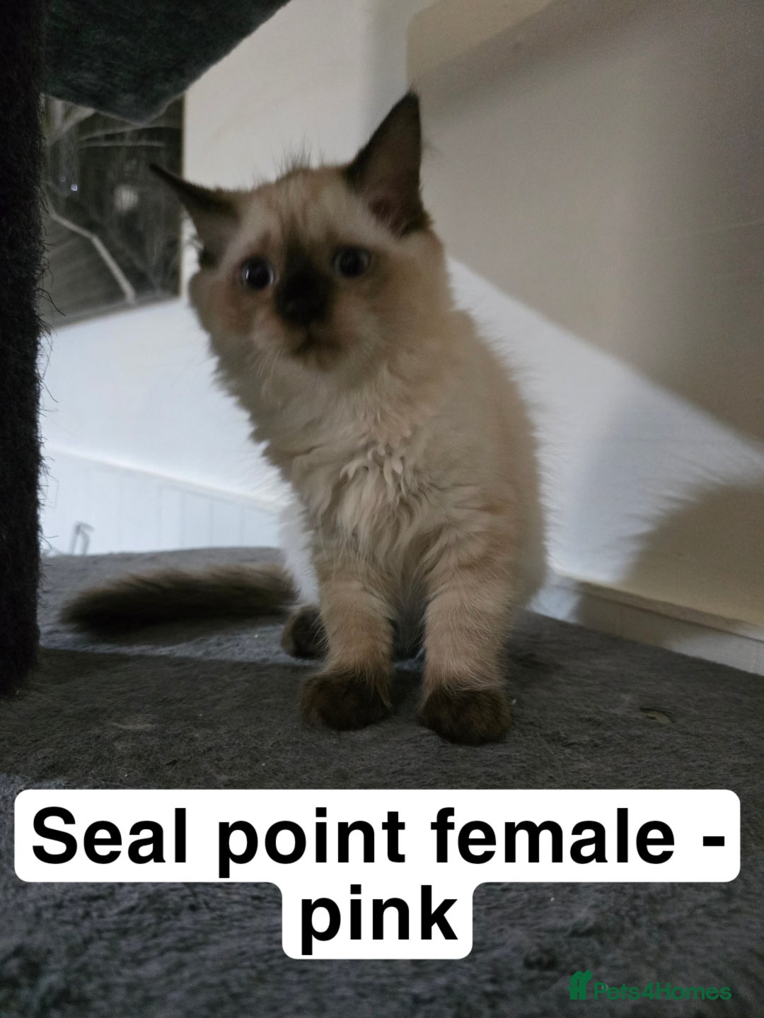 Ragdoll cats for sale: 3 beautiful ragdolls seal point/tabby point - Image 5