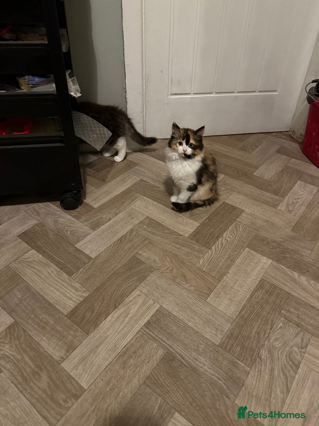 Mixed Breed cats for sale: British short/long hair x kittens ready to go  - Image 1