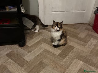 Mixed Breed cats - Advert 5