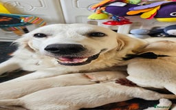 Golden Retriever dogs for sale: Outstanding Kc registered Golden Retriever babies  - Image 17