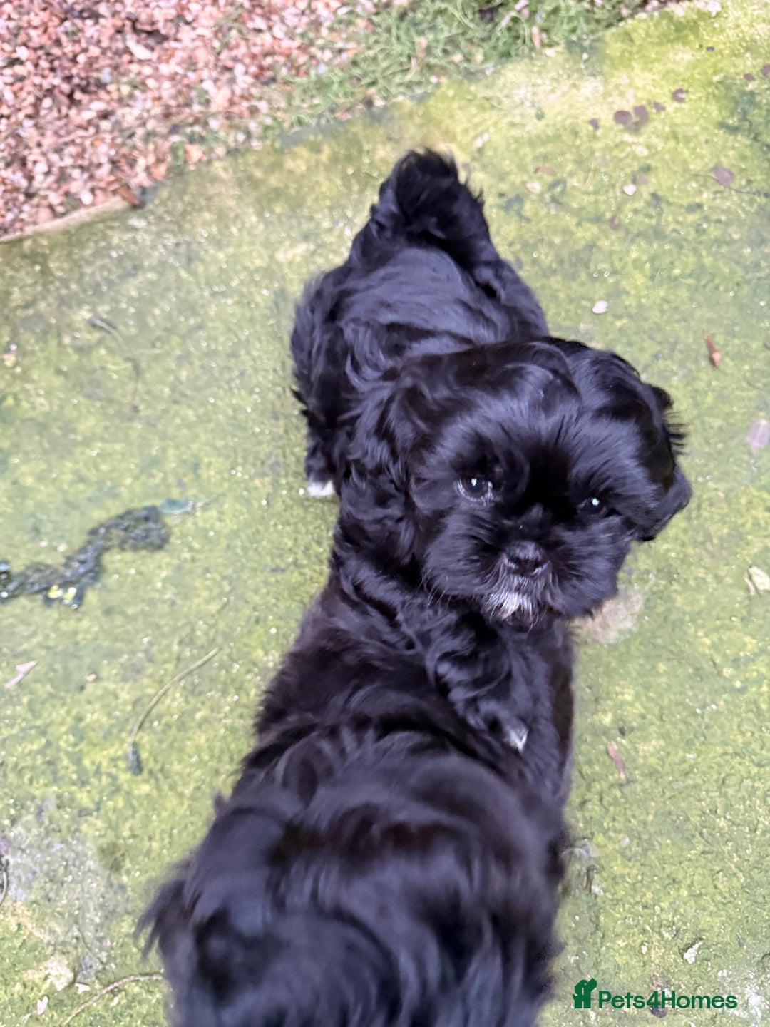 Shih Tzu dogs for sale: Stunning Male Shih Tzu Ready For New Home  - Advert 7