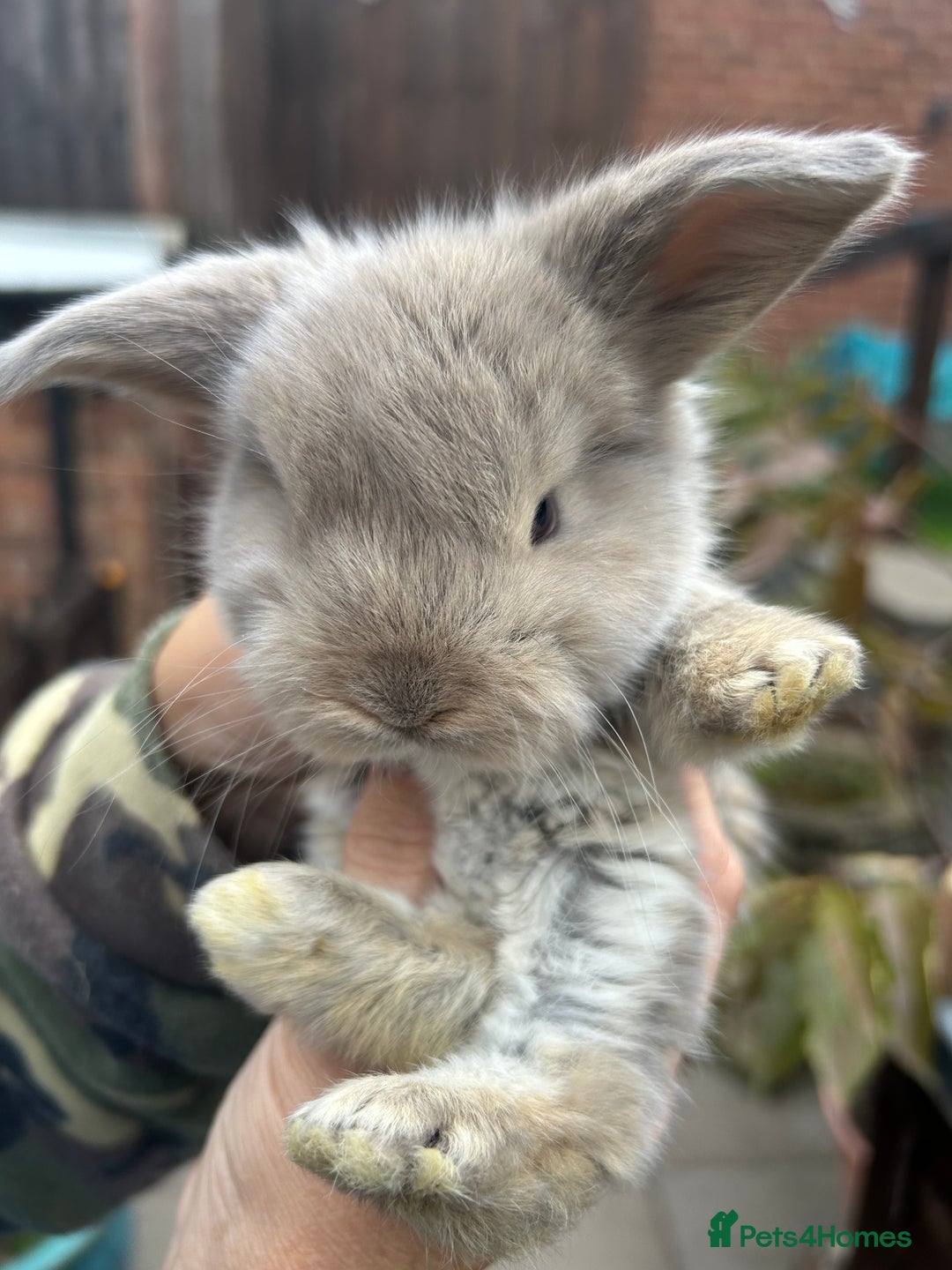 French Lop rabbits for sale: Pure French lop baby bunnies for sale  - Image 9