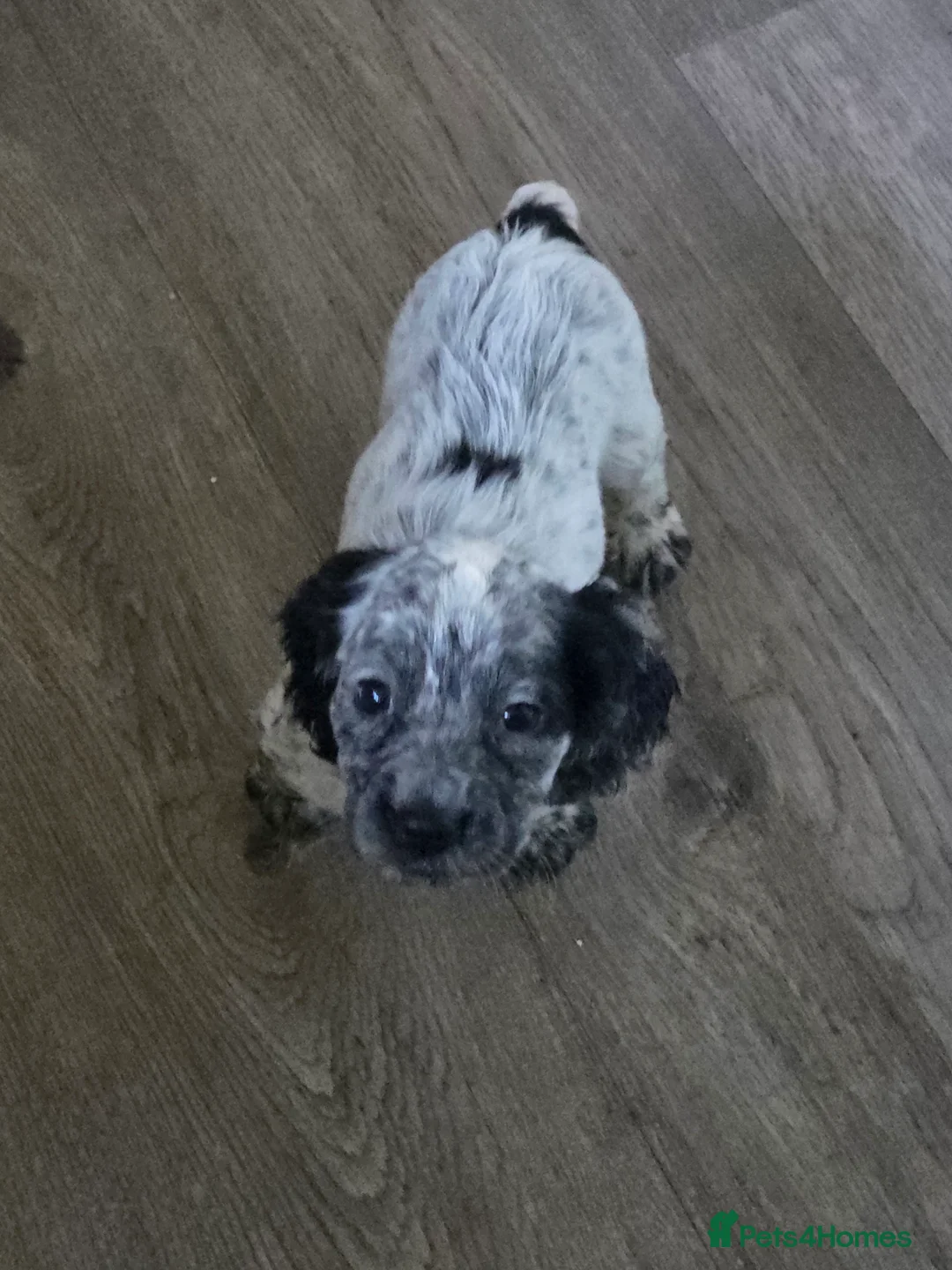 Cocker Spaniel dogs for sale: 5 adorable cocker spaniels for sale  - Advert 4
