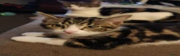 Mixed Breed cats for sale: Two Adorable Kittens Looking for Home!  - Advert 11