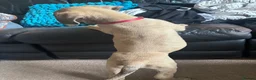 Cane Corso dogs for sale: Grand champion bloodline Cane Corso puppies  - Advert 15