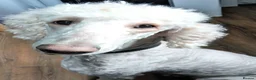 Sheepadoodle dogs for sale: Scrumptious Sheepadoodles - Advert 19