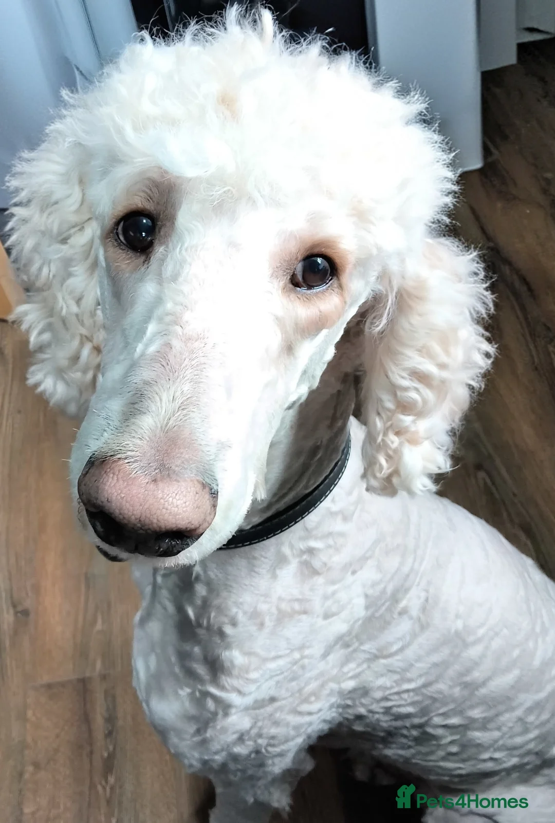 Sheepadoodle dogs for sale: Scrumptious Sheepadoodles - Advert 19