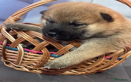Japanese Shiba Inu dogs for sale: Adorable Japanese Shiba Inu Puppy Little Sunshine  - Image 11
