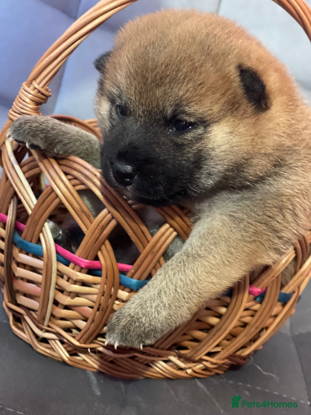 Japanese Shiba Inu dogs for sale: Adorable Japanese Shiba Inu Puppy Little Sunshine  - Image 11