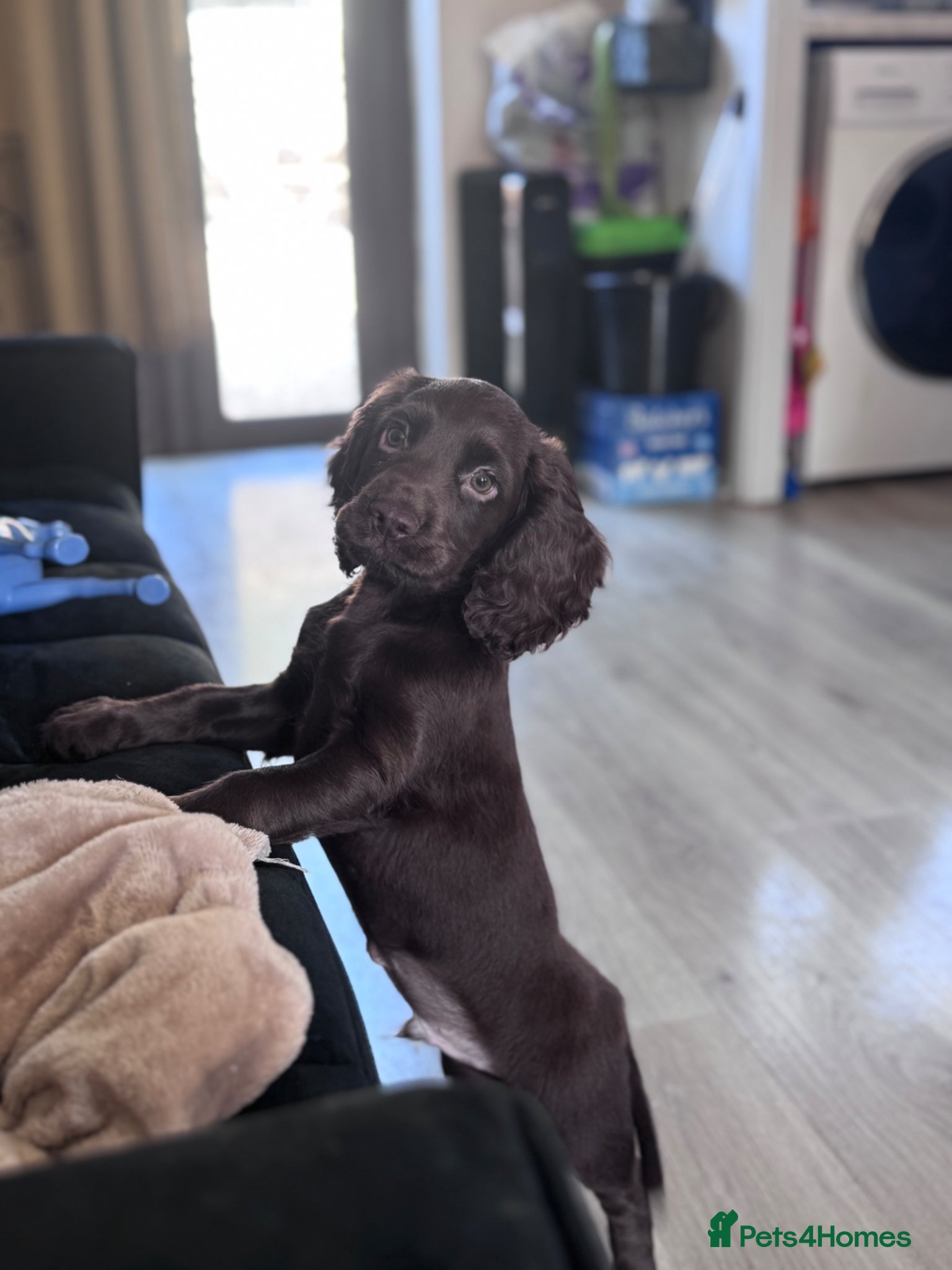 Cocker Spaniel dogs READY NOW Kc working cocker spaniel - Advert 1