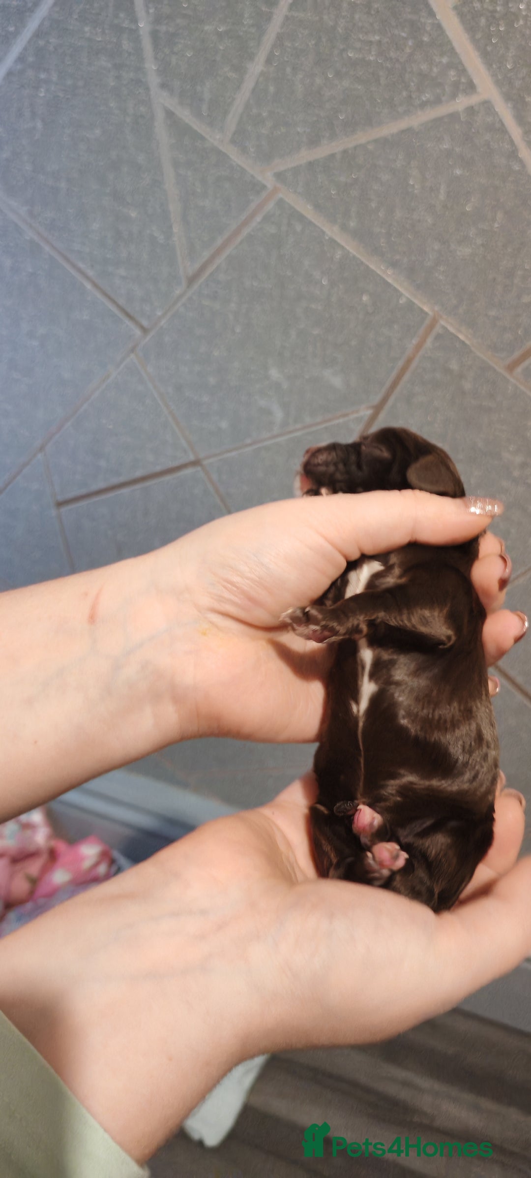 Sprocker dogs for sale: Beautiful sprocker puppies - Image 3