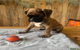 Boxer dogs for sale: STUNNING PEDIGREE BOXERS!x - Image 14