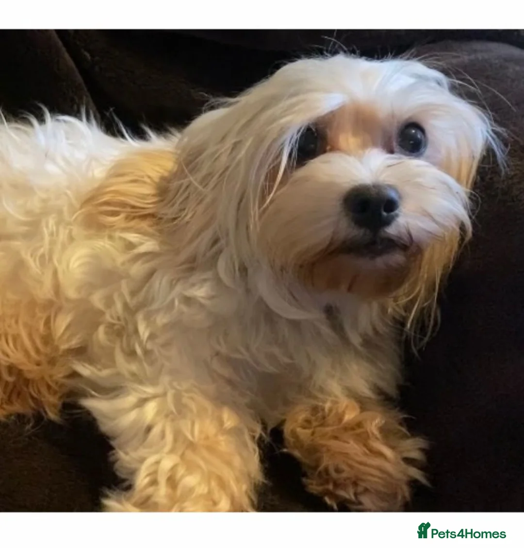 Maltipoo dogs for sale: Toy multipoos Asian lines in Hayes - Advert 2