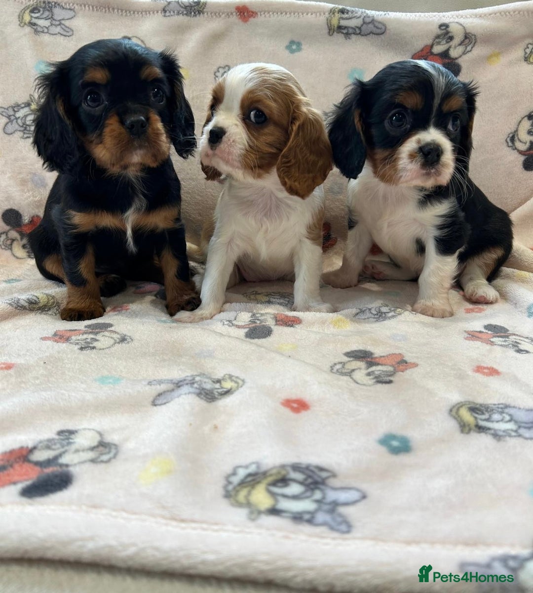 Cavalier King Charles Spaniel dogs for sale: Gorgeous King Charles cavalier puppies  - Advert 3
