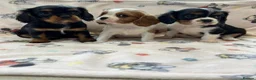 Cavalier King Charles Spaniel dogs for sale: Gorgeous King Charles cavalier puppies  - Advert 3