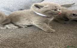 British Shorthair cats for sale: British Shorthair Kittens   - Image 11