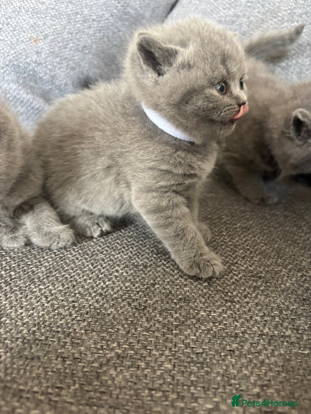 British Shorthair cats for sale: British Shorthair Kittens   - Image 11