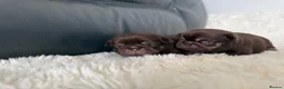 Pug dogs for sale: Kc chocolate and tan pug puppies  - Advert 18