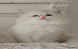 Ragdoll cats for sale: Amazing Ragdoll kittens - Image 10