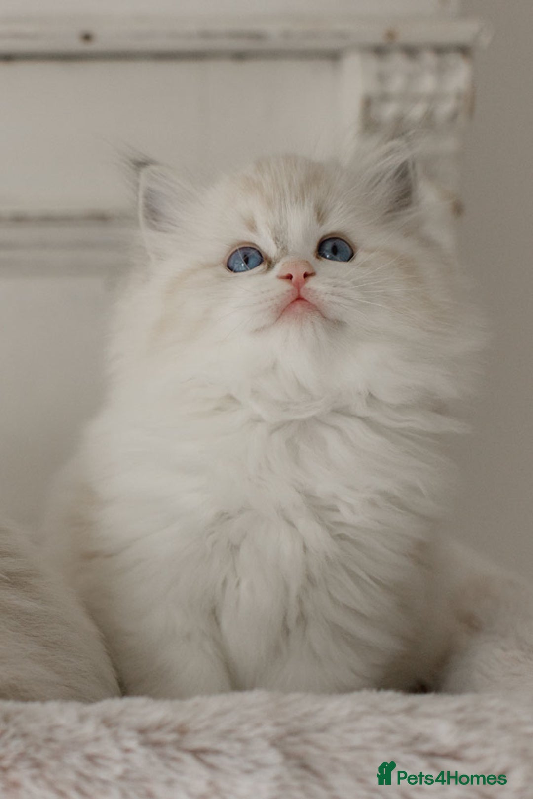 Ragdoll cats for sale: Amazing Ragdoll kittens - Image 10