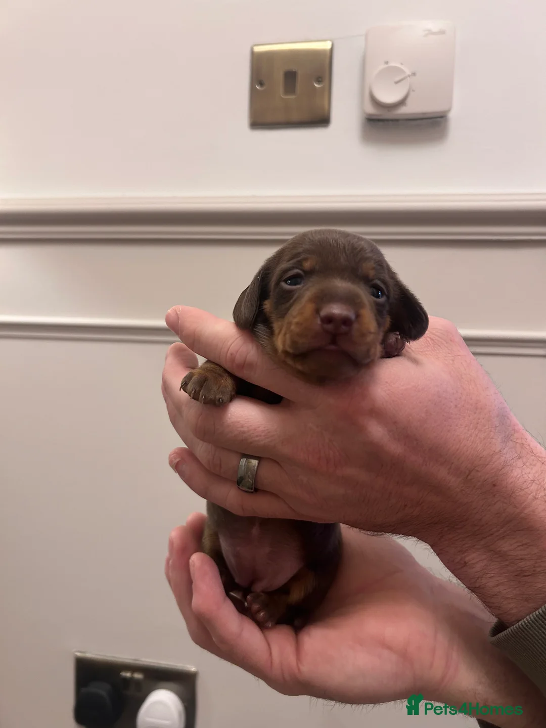 Miniature Dachshund dogs for sale: Miniature dachshund  - Advert 10