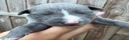 Whippet dogs for sale: Whippet puppies READY TO GO NOW  - Advert 11